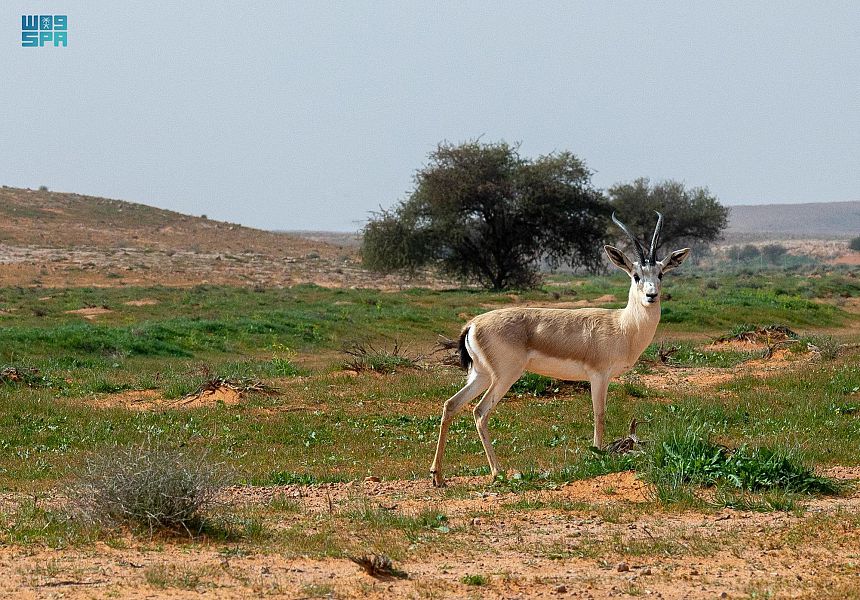 محمية الإمام تركي بن عبدالله الملكية توثق مشاهدة 88 نوعاً من الطيور